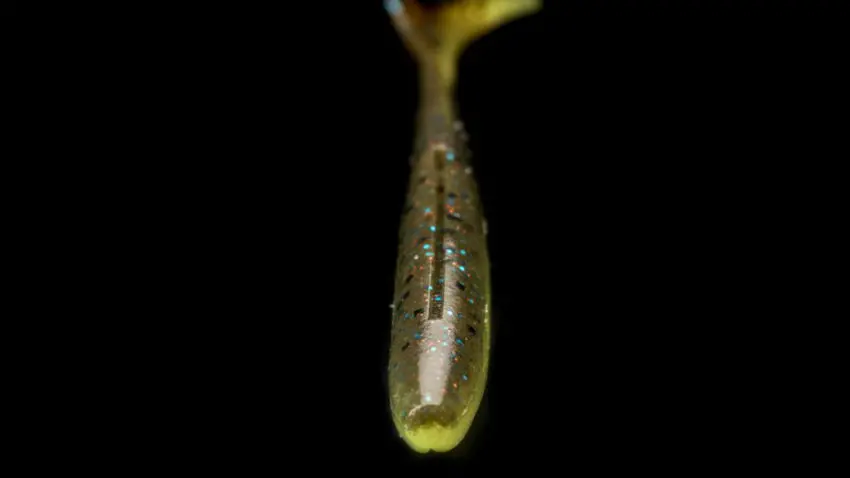 Pêche du bar dans les herbiers en buzzing