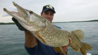 Pêche des carnassiers en pélagique