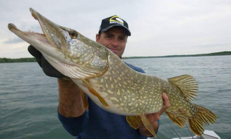 Pêche des carnassiers en pélagique