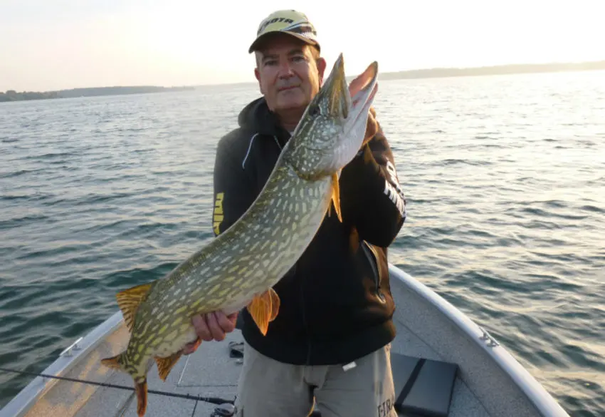 Pêche des carnassiers en pélagique