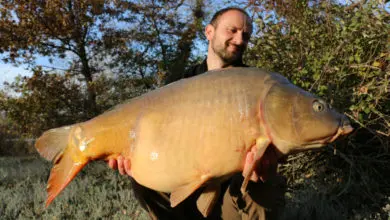 Pêche de la carpe sur les spots délaissés