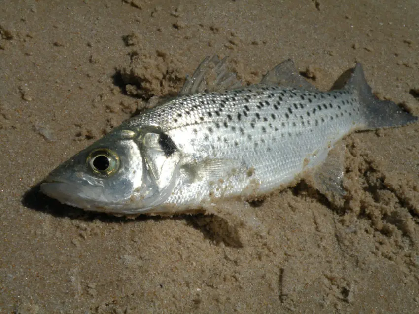 Pêche en surfcasting depuis la plage