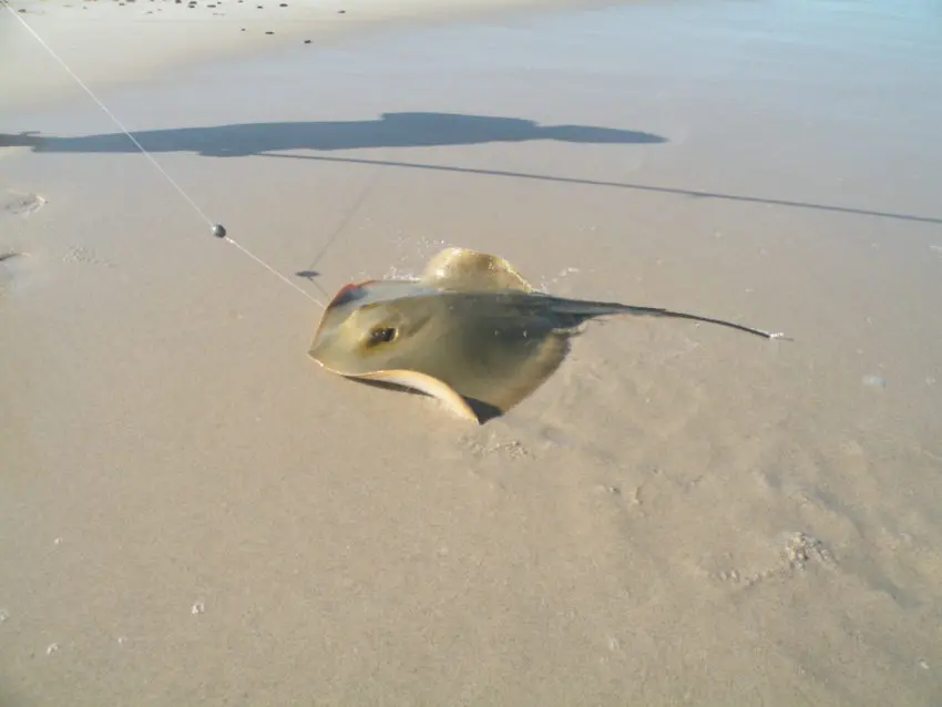 Pêche en surfcasting depuis la plage