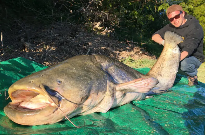 Pêche du silure à la dandine au ver