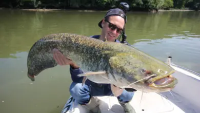 Pêche du silure à la dandine au ver