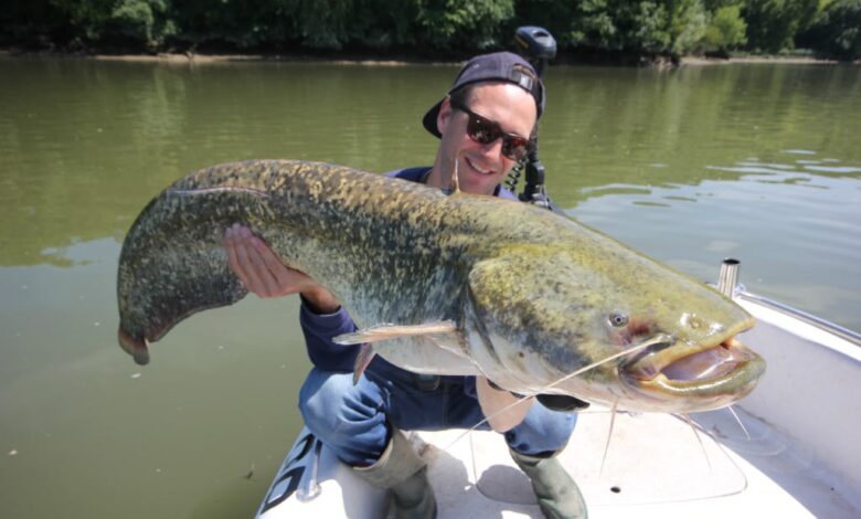 Pêche du silure à la dandine au ver