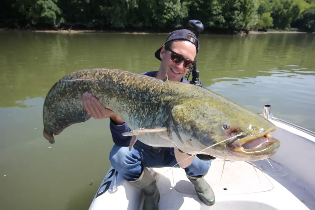 Pêche du silure à la dandine au ver