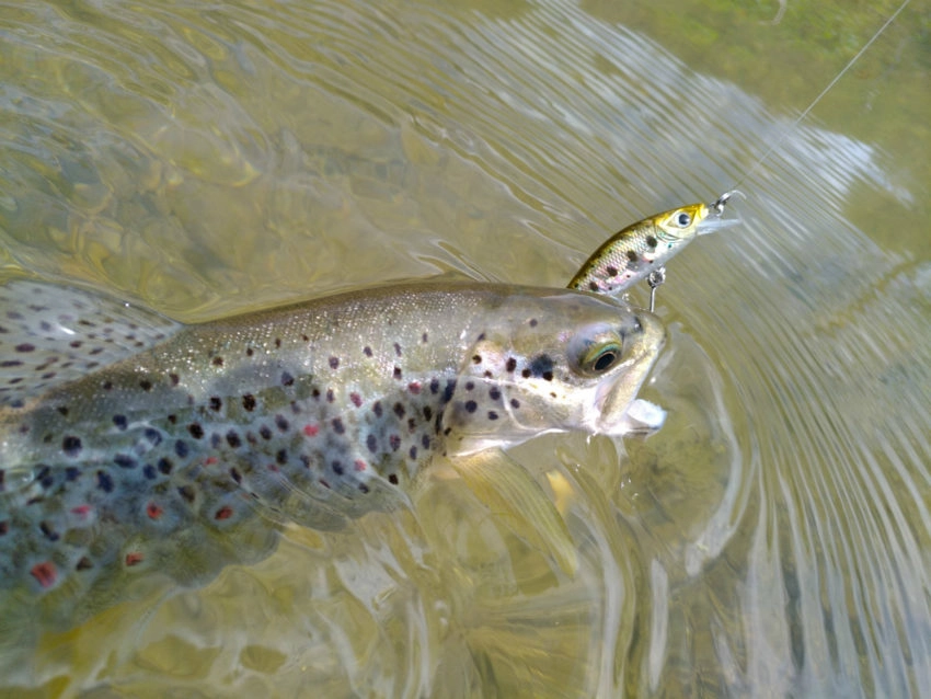 Pêche de la truite au leurre en été