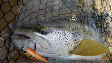 Pêche de la truite au leurre en été