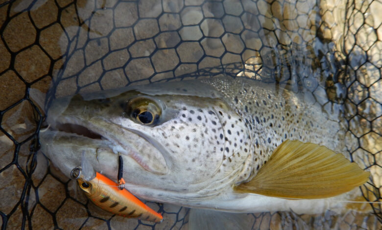 Pêche de la truite au leurre en été