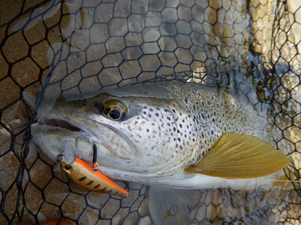 Pêche de la truite au leurre en été