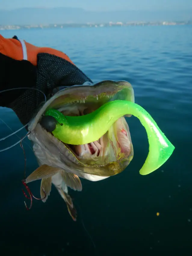 Vibration des leurres souples pour la pêche du brochet