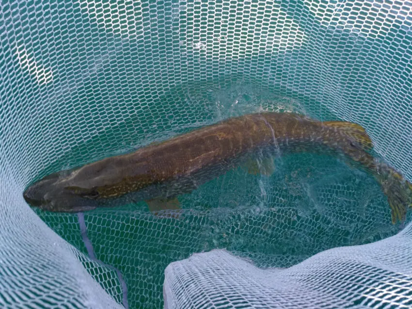 Vibration des leurres souples pour la pêche du brochet