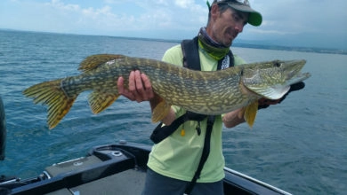 Comment pêcher le brochet quand il ne veut pas mordre ?