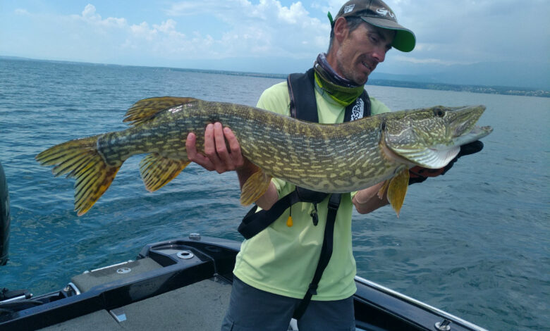 Comment pêcher le brochet quand il ne veut pas mordre ?