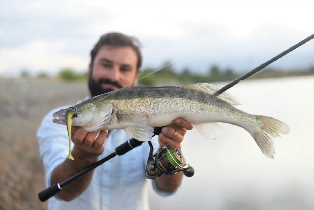 Montage Shakey Rig pour la pêche des carnassiers