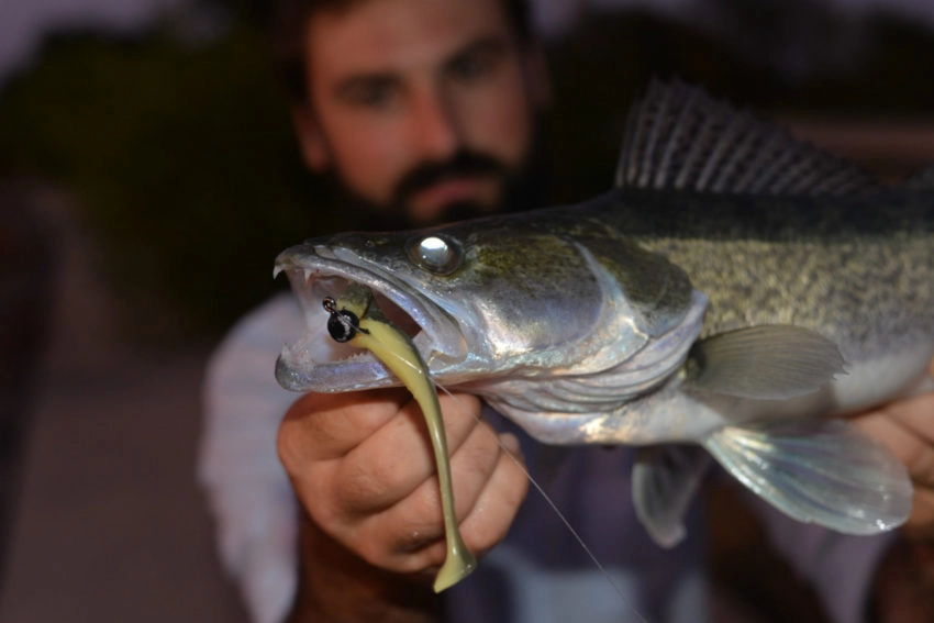 Montage Shakey Rig pour la pêche des carnassiers