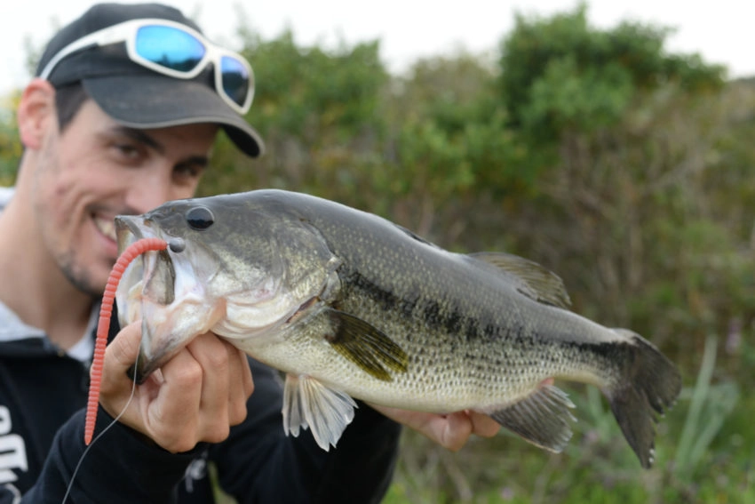 Montage Shakey Rig pour la pêche des carnassiers