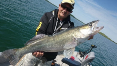 Pêche des carnassiers en verticale au poisson nageur