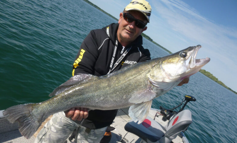 Pêche des carnassiers en verticale au poisson nageur