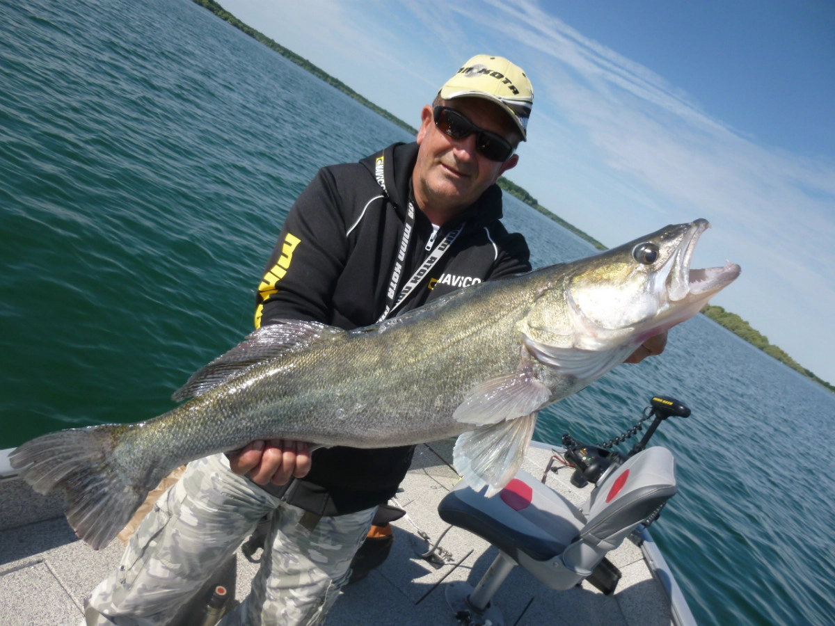 Pêche des carnassiers en verticale au poisson nageur