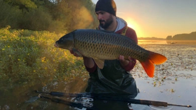 Pëche de la carpe en eau peu profonde