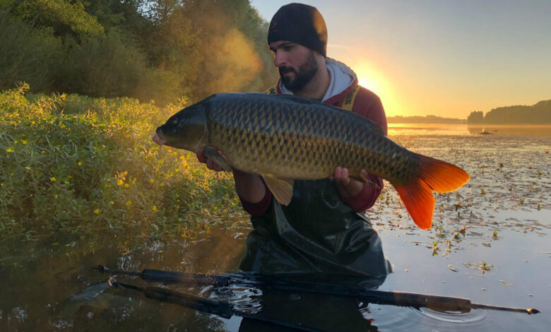 Pëche de la carpe en eau peu profonde