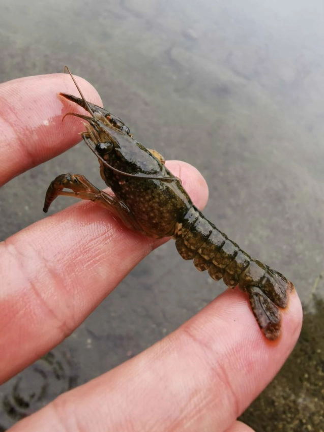 Pëche de la carpe en eau peu profonde