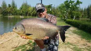 Pêche en eau douce en Thaïlande