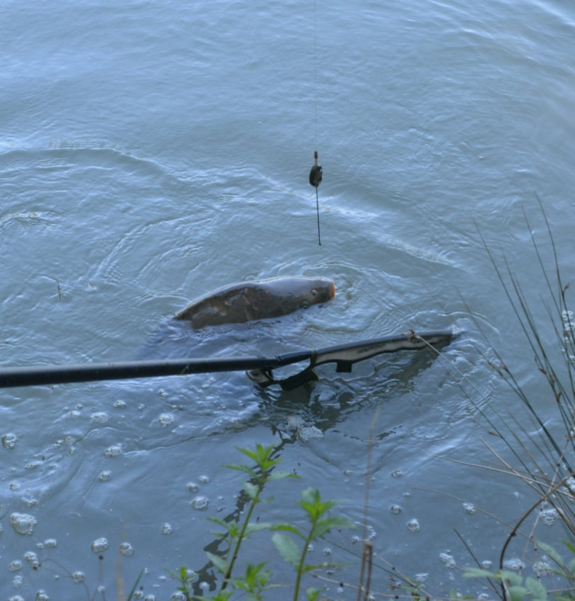 Pêche au method feeder pour les gros poissons