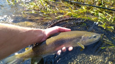 Pêche de la truite en nymphe à vue en été