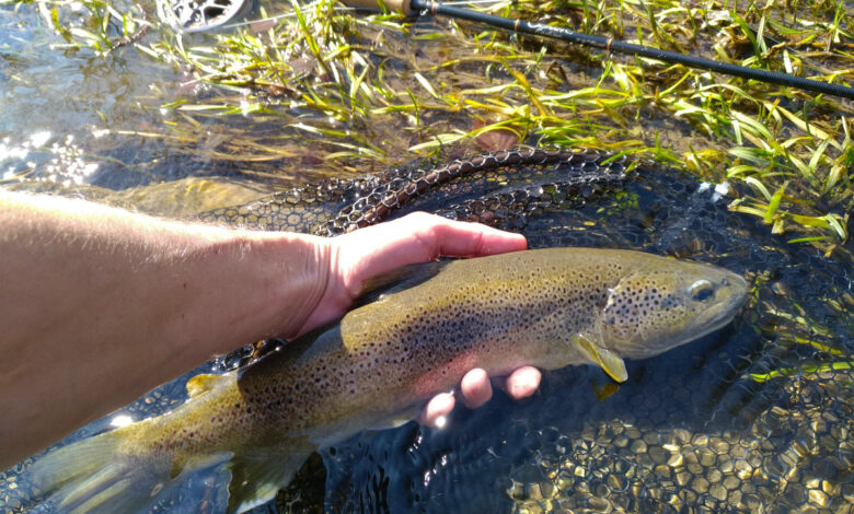 Pêche de la truite en nymphe à vue en été