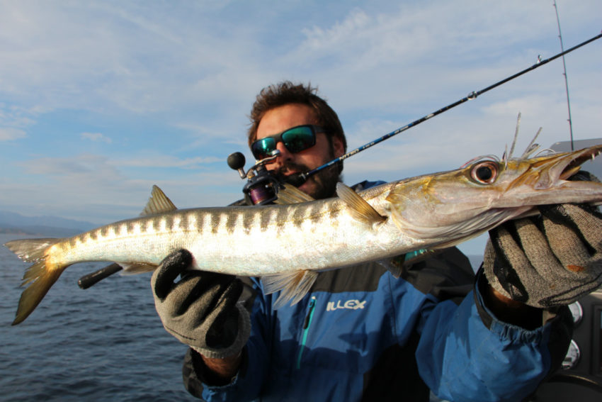 Pêche du barracuda en méditerranée
