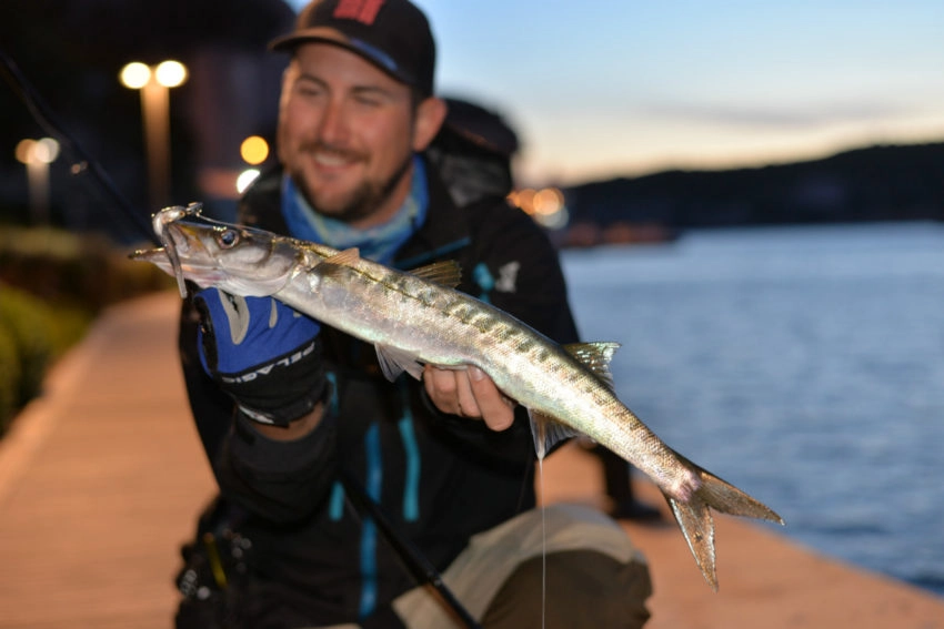 Pêche du barracuda en méditerranée