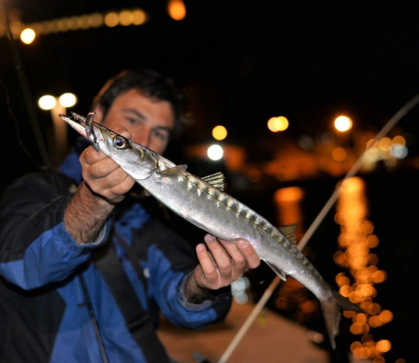 Pêche du barracuda en méditerranée