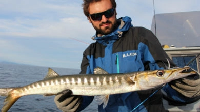 Pêche du barracuda en méditerranée