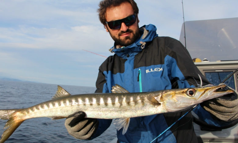 Pêche du barracuda en méditerranée