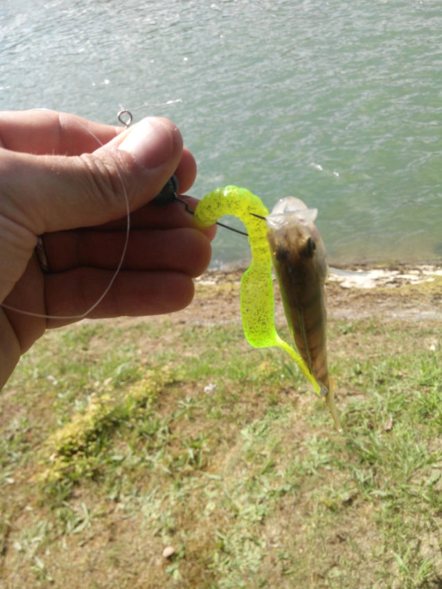 Pêche des carnassiers au leurre souple