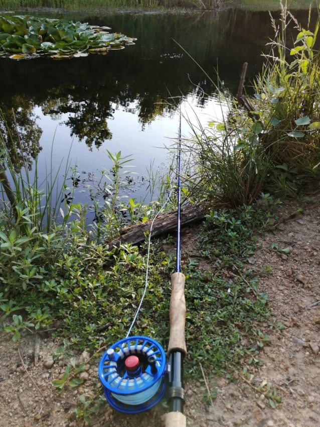 Pêche de la carpe en flystalk