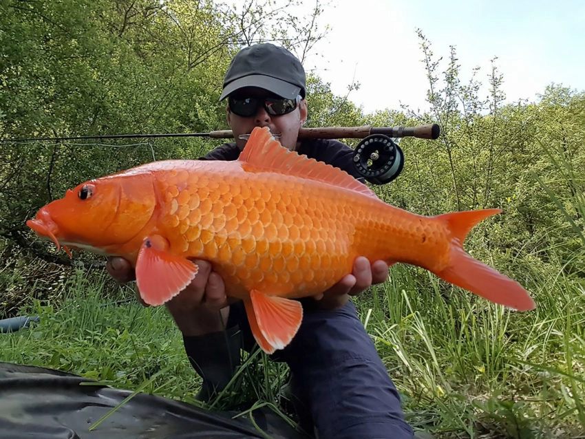 Pêche de la carpe en flystalk