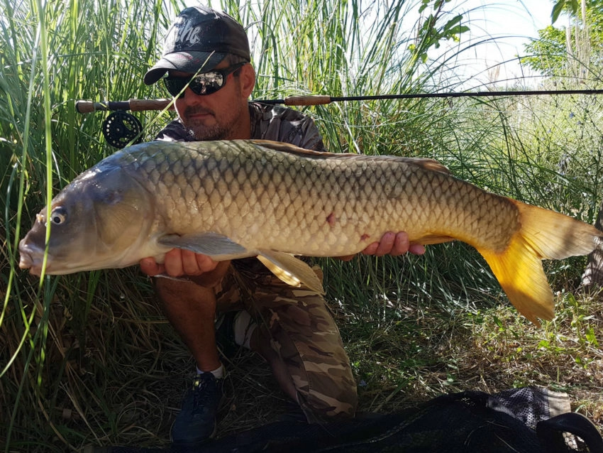 Pêche de la carpe en flystalk