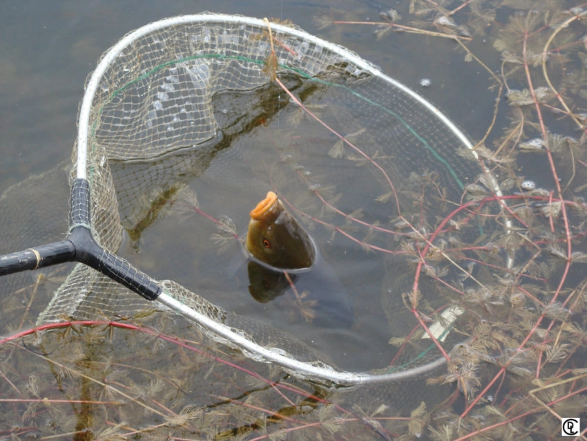 Pêche au coup en fonction de la météo