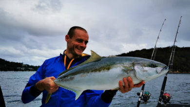 Pêche du Yellowtail kingfish en Australie