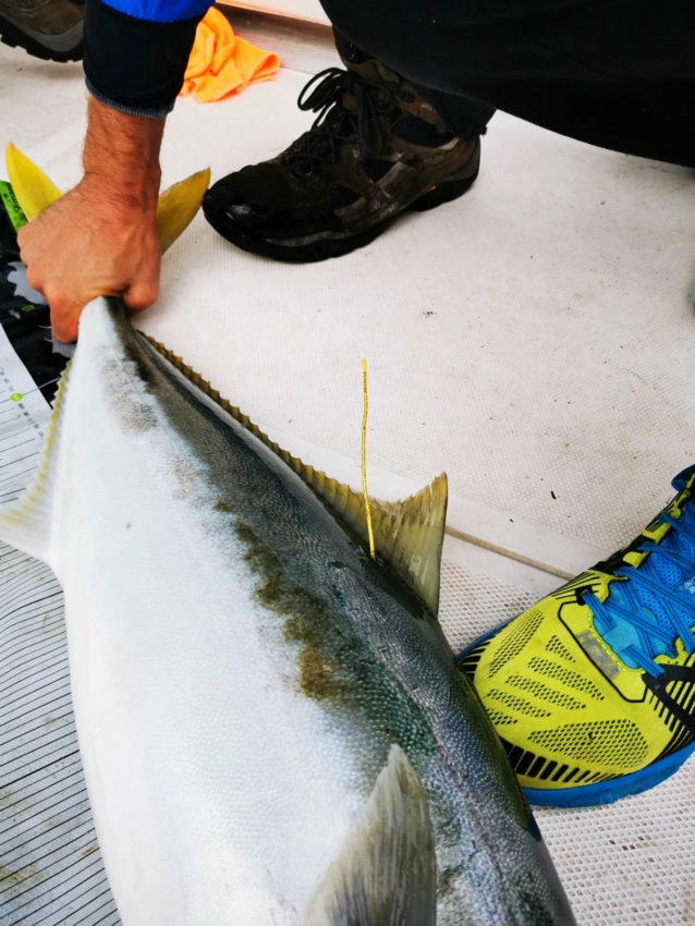 Pêche du Yellowtail kingfish en Australie