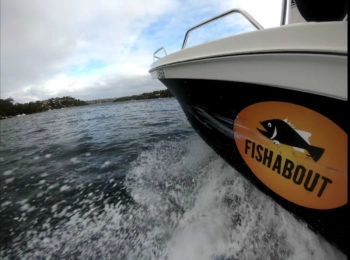 Pêche du Yellowtail kingfish en Australie