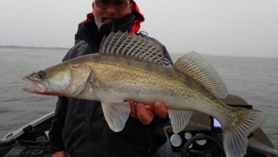 Pêche des carnassiers en Hollande