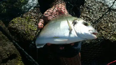 Pêche de la daurade à la moule