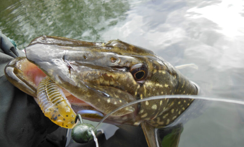 Hameçon texan pour la pêche des carnassiers