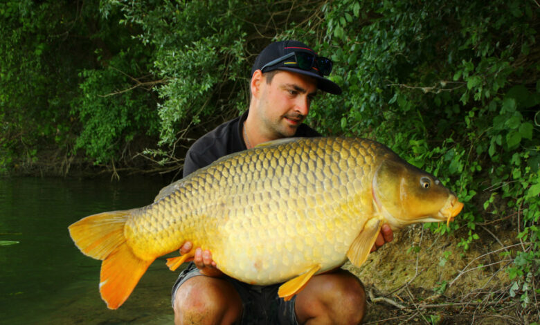 Pêche de la carpe en Saône