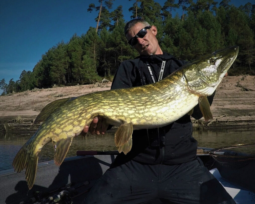 Brochet Tout savoir sur ce poisson prédateur d